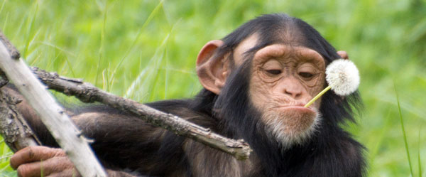 Bizarre Progressive Activist Lawsuit: Chimps are Like African Americans