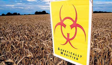 Big Win for GMO Food Labeling -CORRECTION