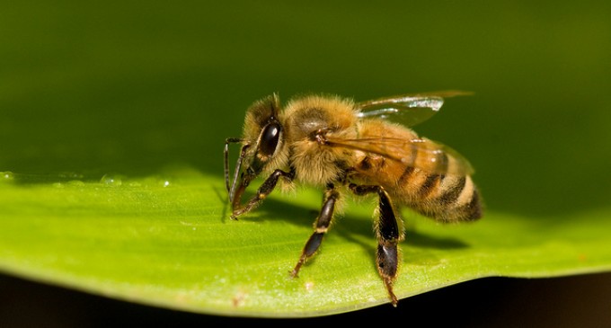 Dept. of Agriculture Illegally Seizes Bees, Destroys 15 Years of Research