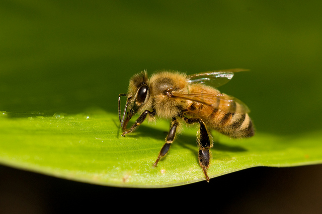 Dept. of Agriculture Illegally Seizes Bees, Destroys 15 Years of Research