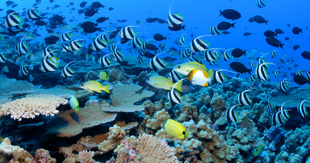 Obama To Turn Over Control Of US Oceans To The UN