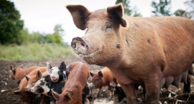 Michigan Bans Raising Animals On Small Farms