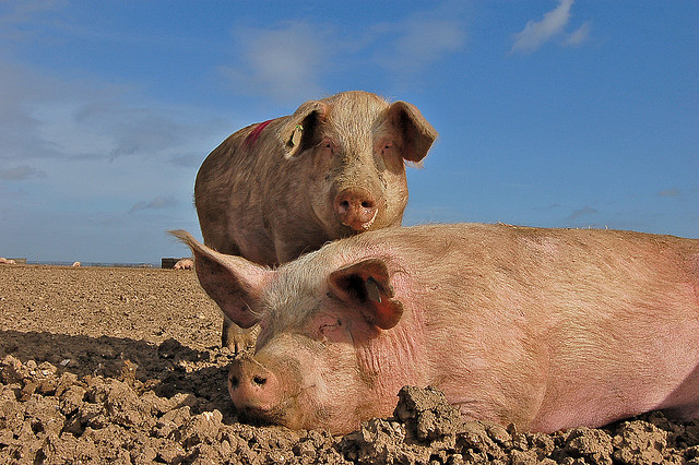 USDA to roll out meat inspection program that allowed ‘chunks’ of feces