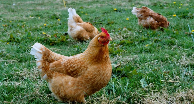 FDA Wants To Close Organic Free-Range Chicken Farms
