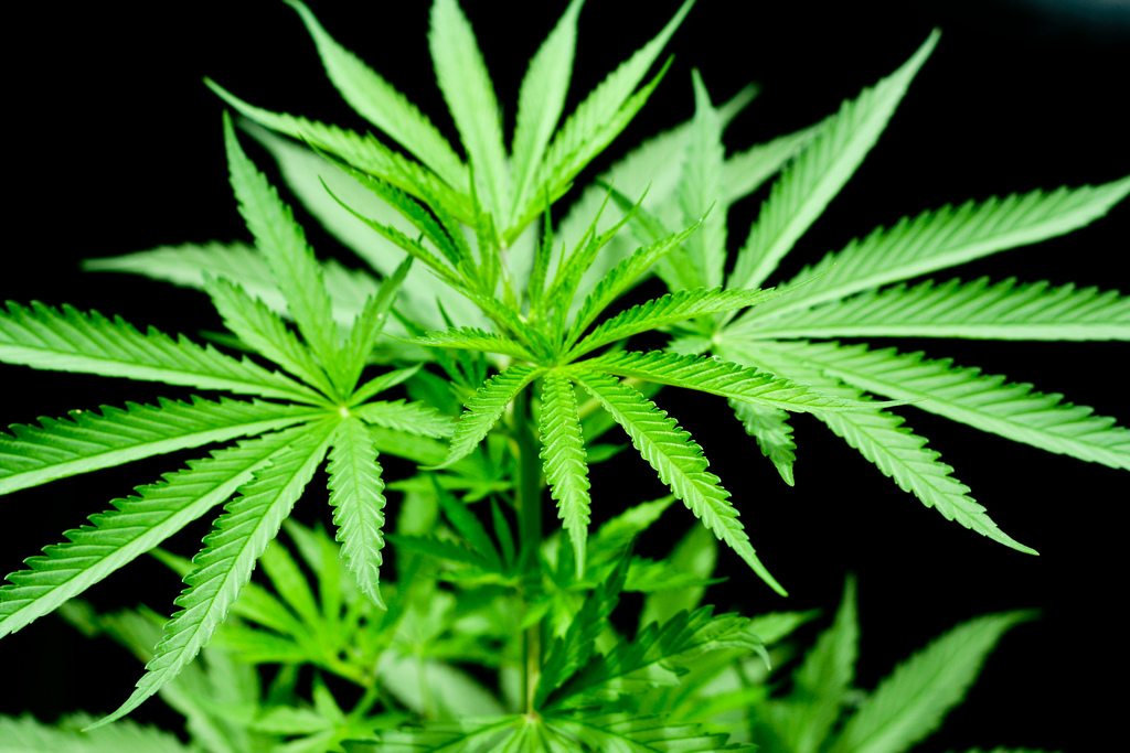 Mile High Club: TSA Might Allow You to Board Plane with Your Marijuana