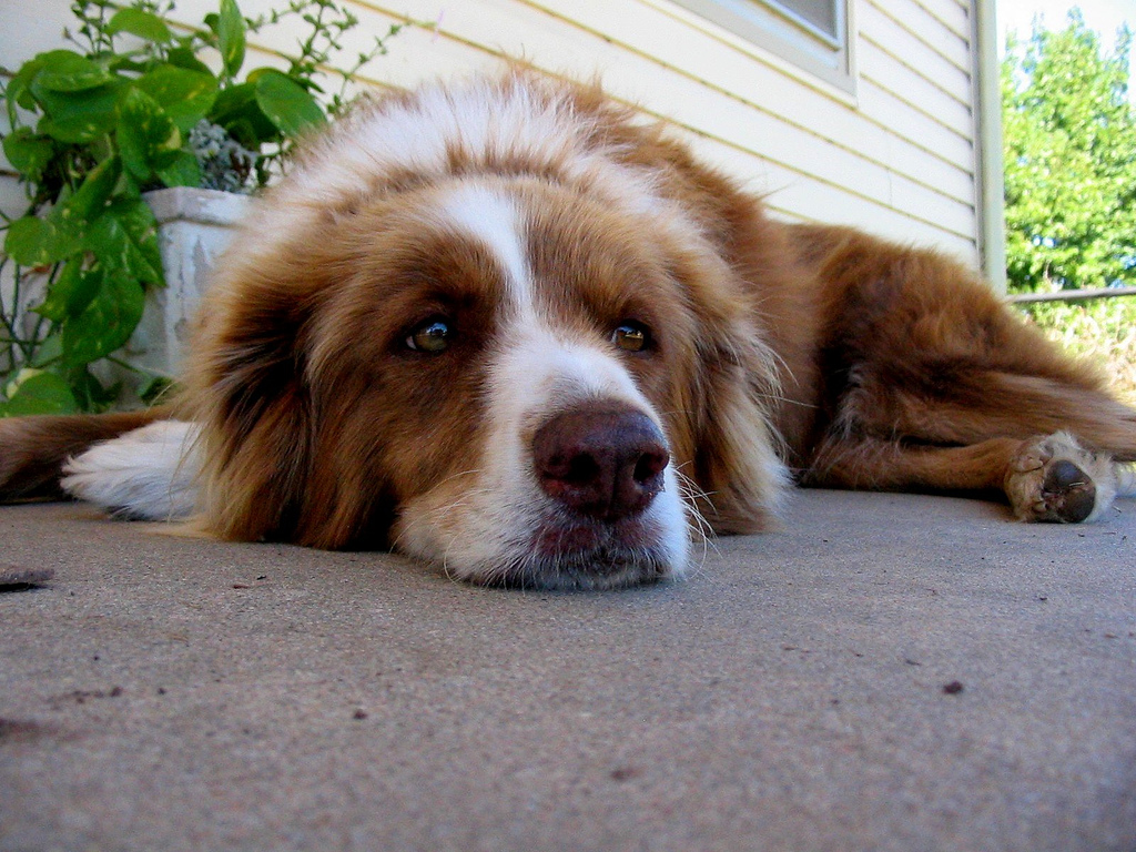 FDA: More Than 1000 Dogs Dead From Chinese Doggie Treats