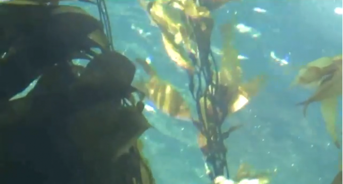 Berkeley Scientists Confirm Fukushima Radiation in California Kelp