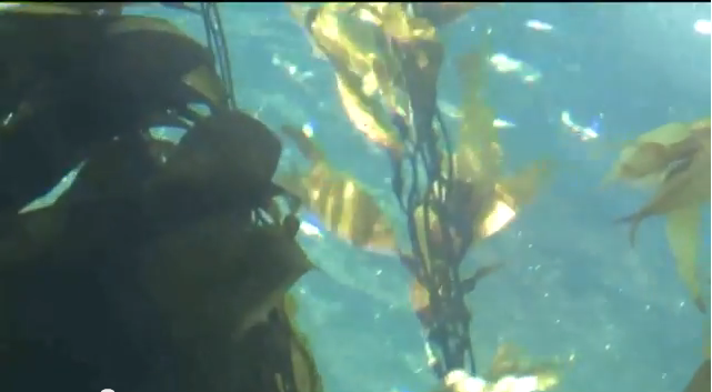 Berkeley Scientists Confirm Fukushima Radiation in California Kelp